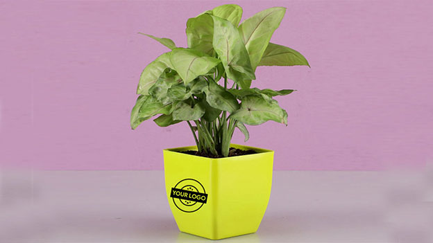 نکات استفاده از گیاه برای هدیه تبلیغاتی